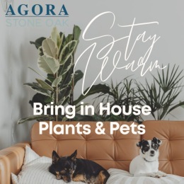 two dogs on a sofa with house plants behind them